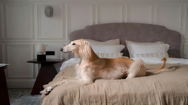 Dog on the Bed