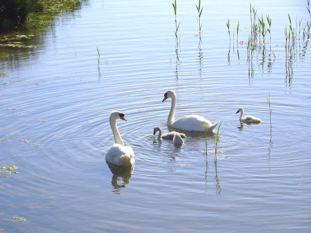 Cygnes et cygneaux