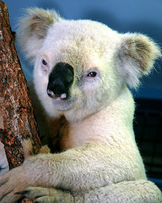 Paleface, the white koala bear