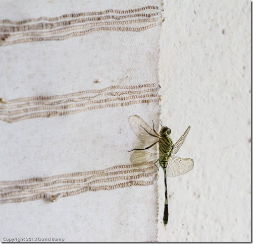 20130207_100703_7D_IMG_16569