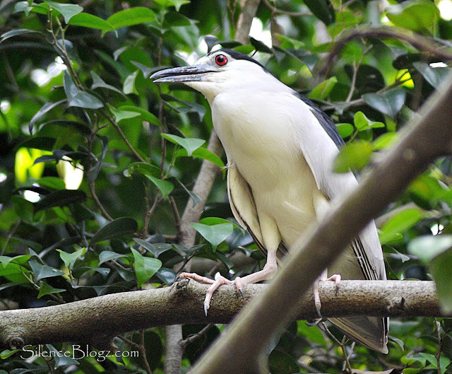 Black-crowned Night Heron - birding activity kuala Kubu baharu