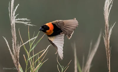 Bishop : Table Bay Nature Reserve / Woodbridge Island