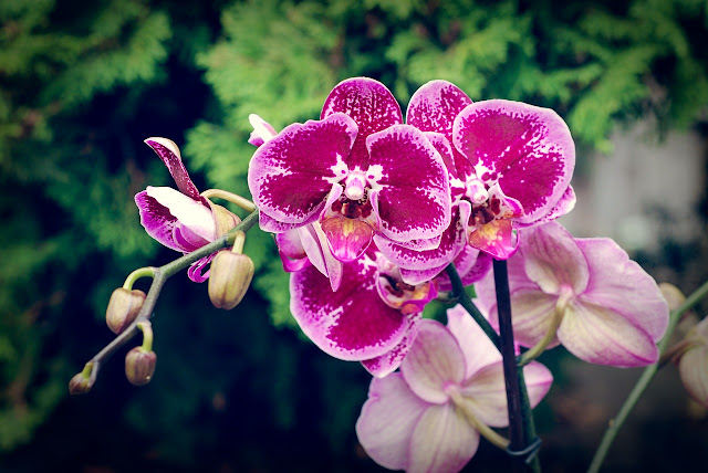 Цветовете на орхидеята са дълготрайни
