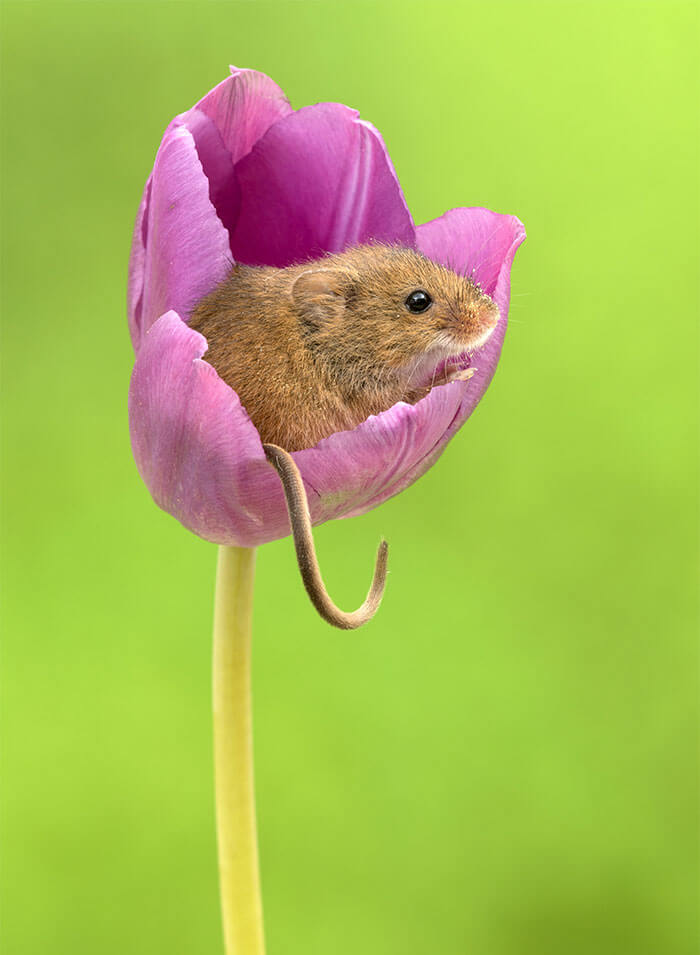 Photographer Tiptoed Through The Flowers To Capture Harvest Mice, And The Result Is Amazing