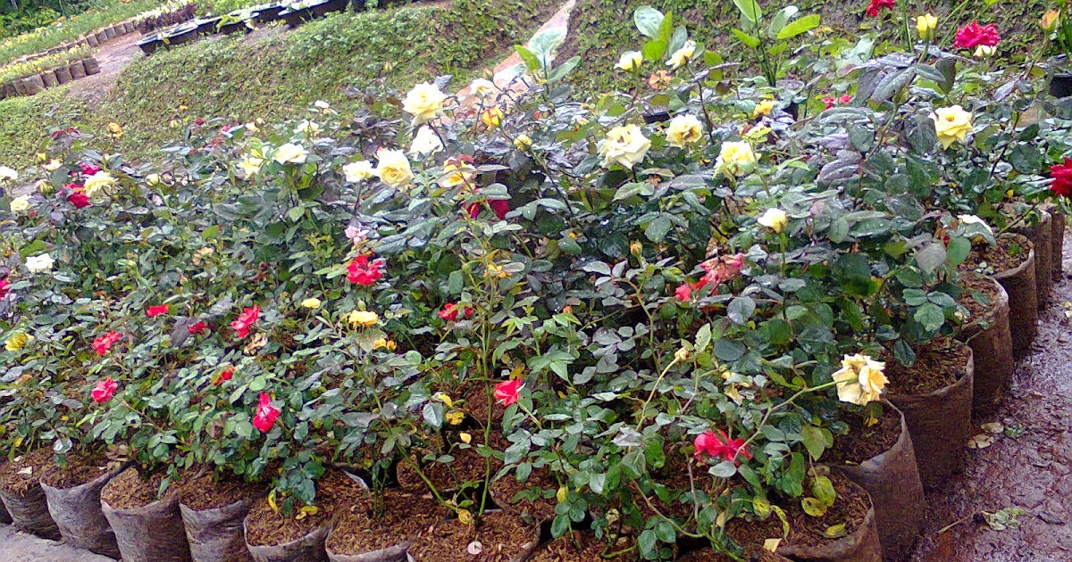 Jual pohon mawar tanaman hias bunga JUAL TANAMAN HIAS 