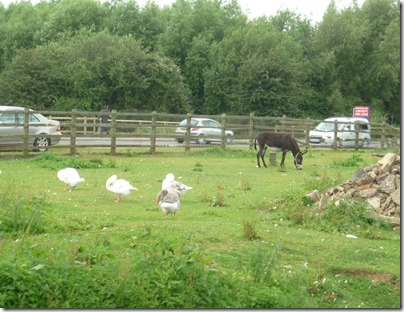 5 geese and donkeys still there