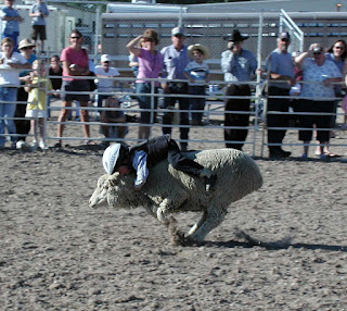 mutton busting