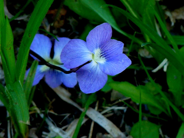 When we were out at our cabin, we found these little wild blue violets: