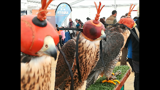 Campeonato de España de cetrería de Osuna