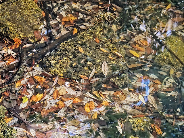 Fallen leaves, mostly yellow and light brown, between roots and rubble on the floor of the lake