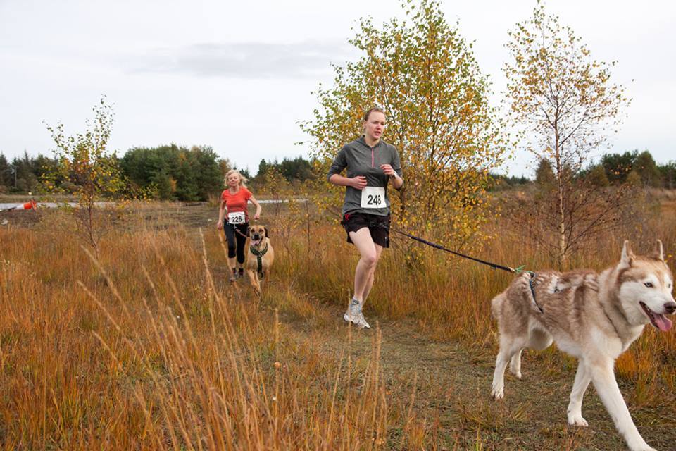 Running in Ireland: Canicross - Cross Country Running with ...