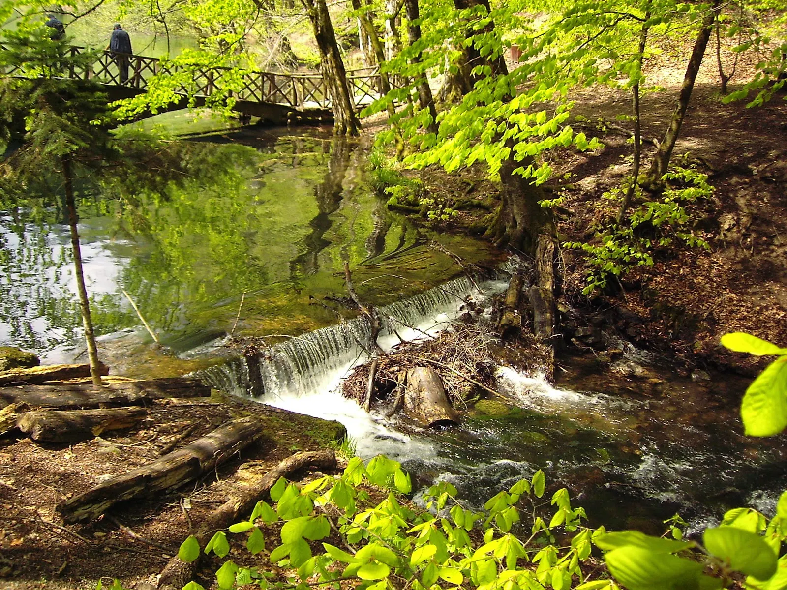 Bolu Yedigöller'den Huzur Dolu Manzara Fotoğrafı