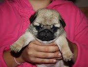The cutest Pug puppy in the world. Ok, well I'm partial but I think little .