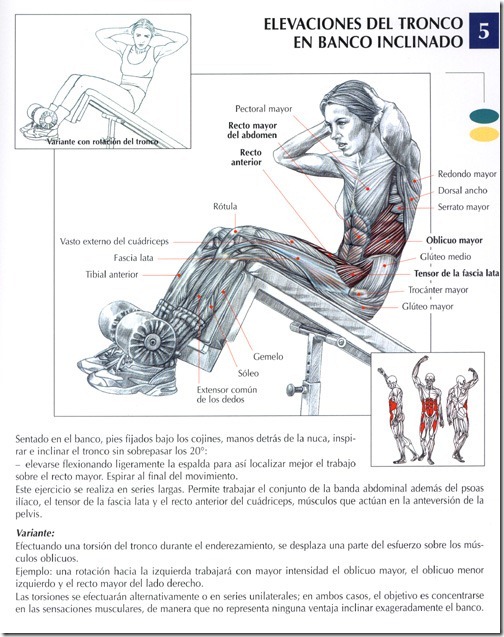 elevaciones-del-tronco-en-banco-inclinado