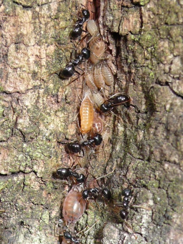 てっちゃんの自然観察記 クヌギクチナガオオアブラムシとクロクサアリ