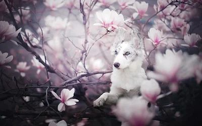 Papel de parede grátis pc full hd cão cachorrinho border collie flores rosas primavera linda imagem animais