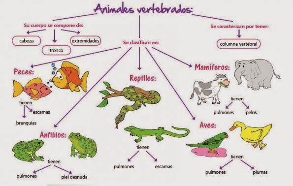 Resultado de imagen de ANIMALES VERTEBRADOS