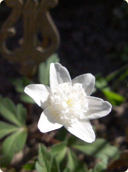 Anemone i sol