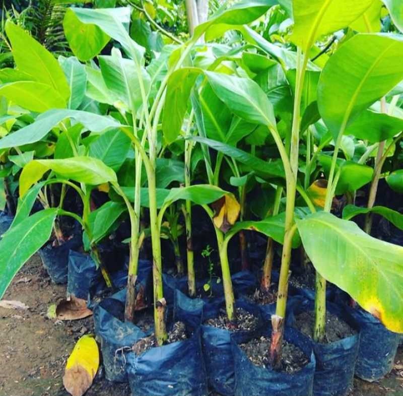 jual bibit buah pisang emas kirana langsung dari pembudidaya Sumatra Utara