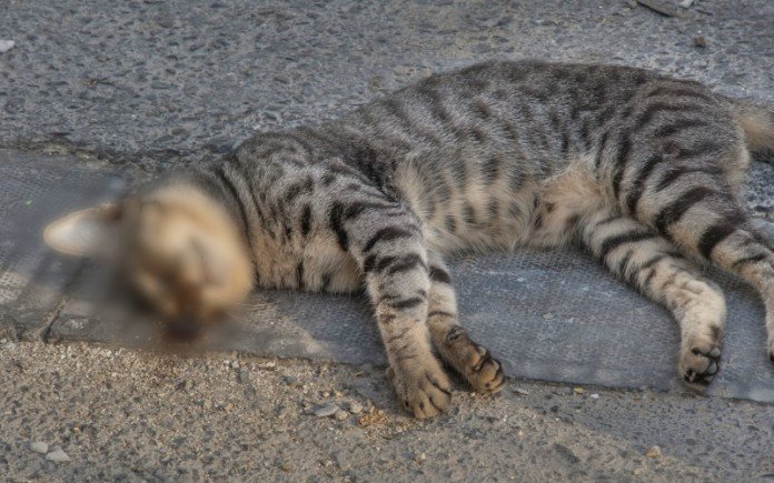 Begini Hukum  Menabrak Kucing Dalam  Pandangan ISLAM  