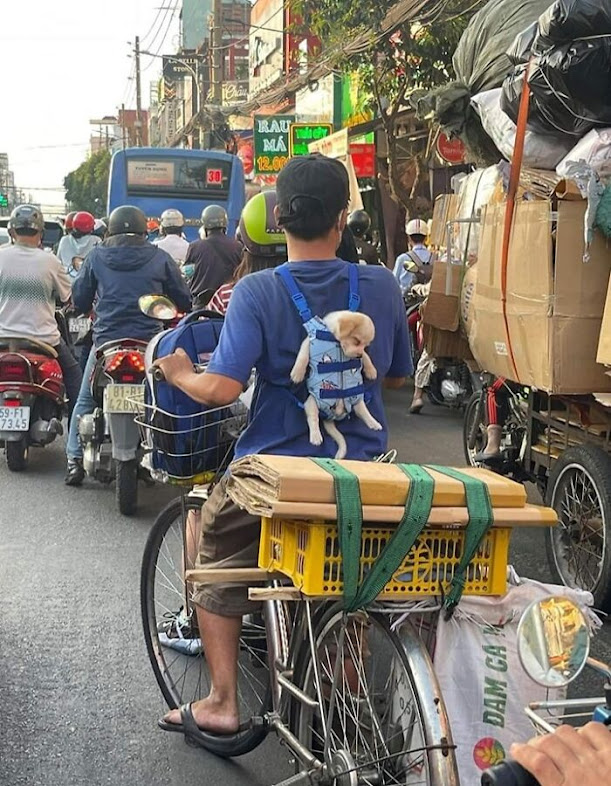 30 Adorable Animal Encounters in Unusual Places