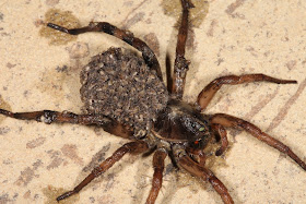 Wolf Spider with babies.