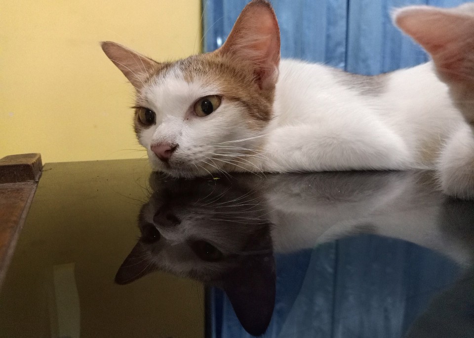 Perilaku kucing uwan urwan