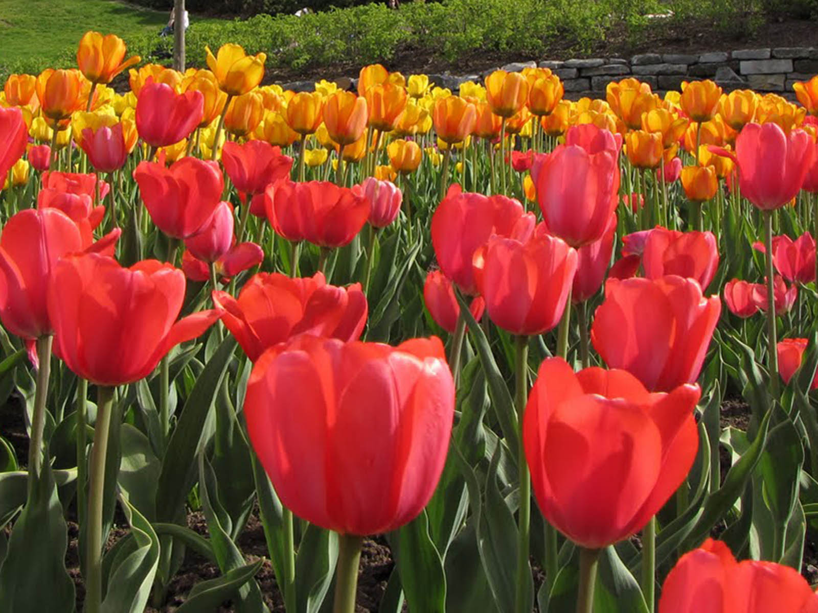 the Ottawa Tulips Wallpapers, Ottawa Tulips Desktop Wallpapers, Ottawa ...