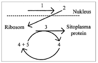 skema sintesis protein