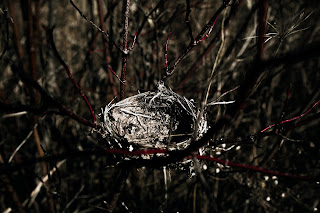 Nest