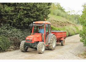 grape harvesting in Castellare di Castellina in Tuscany