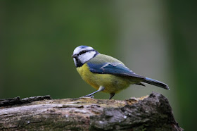 picture of a Blue tit
