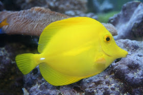 Yellow Tang Fish image