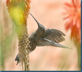 colibri gigante patagona gigas Allasi 07 2