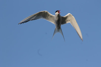 Arctic Tern by Lewis Mitchell