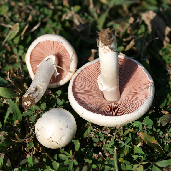 Top Mushroom Company In Vietnam| Buy Mushroom Online In Vietnam| Mushroom Exporter In Hanoi