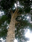 Árvores de espinhos - Maminha de porca