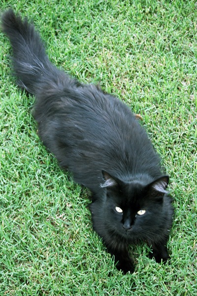 coconut 007
