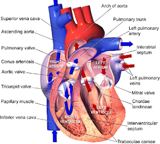heart valve,mitral valve