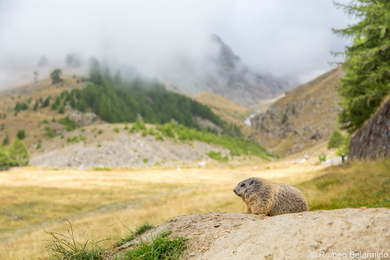 Saas-Fee Marmot Things to Do in Saas-Fee Switzerland in Summer