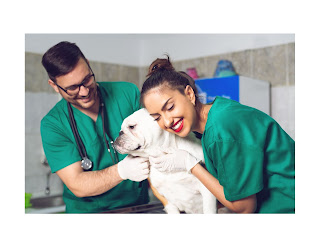 As a dog owner, one of the most important things you can do for your furry friend is to provide routine vet care. Regular checkups and preventive care can help keep your dog healthy and happy, while also catching any potential health issues early on.