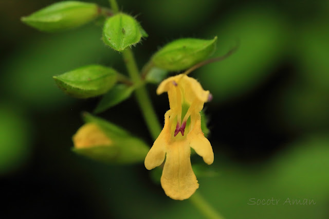 Salvia nipponica