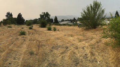 An empty field with dry brown grass and a few trees