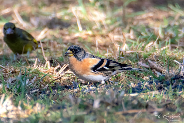 Brambling