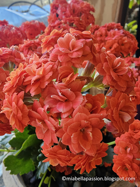 How To Grow Beautiful Kalanchoe Pot Plants