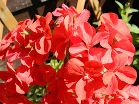 30 Days Wild Challenge, geraniums, 