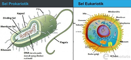 Perbedaan Eukariotik  dan  Prokariotik Dalam Ilmu Biologi