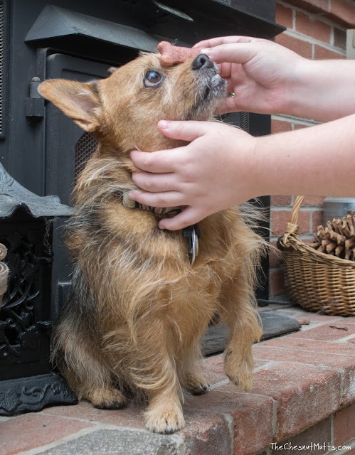 Jada getting used to treats being near her face