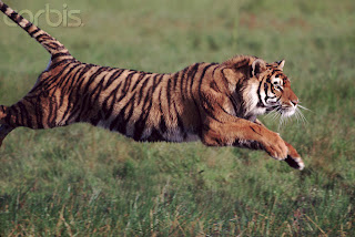 bengal tiger