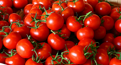 Tomat (Solanum lycopersicum syn. Lycopersicum esculentum)